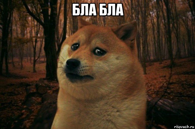 бла бла , Мем SAD DOGE