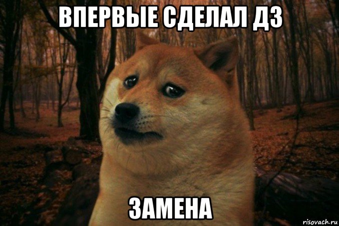 впервые сделал дз замена, Мем SAD DOGE