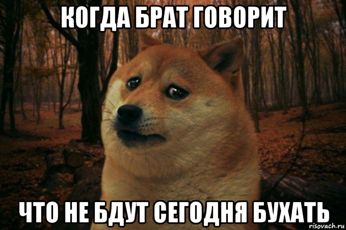 когда брат говорит что не бдут сегодня бухать, Мем SAD DOGE