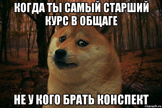 когда ты самый старший курс в общаге не у кого брать конспект, Мем SAD DOGE