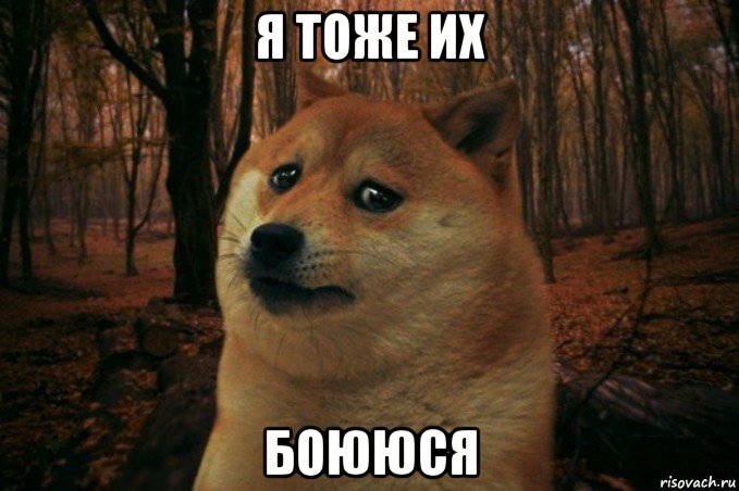 я тоже их боююся, Мем SAD DOGE