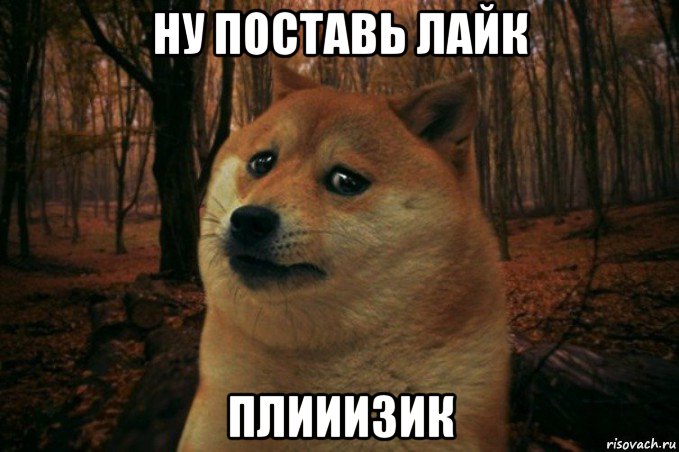 ну поставь лайк плииизик, Мем SAD DOGE