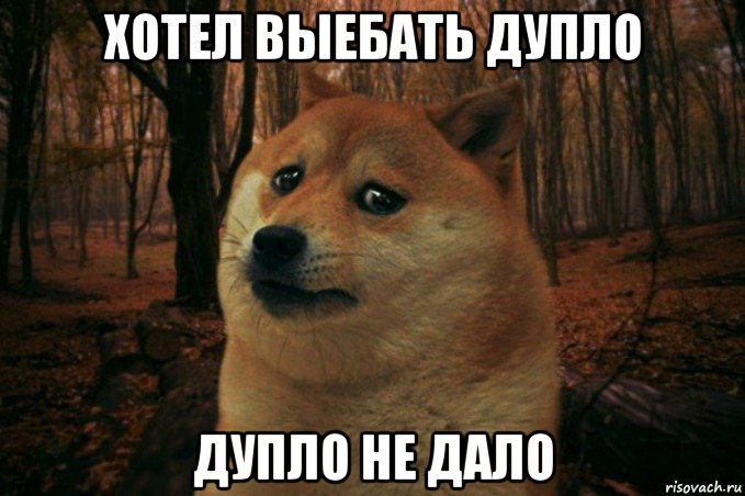 хотел выебать дупло дупло не дало, Мем SAD DOGE