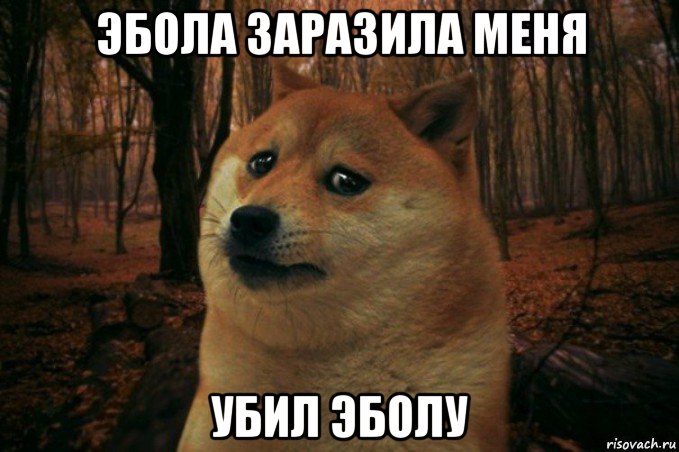 эбола заразила меня убил эболу, Мем SAD DOGE