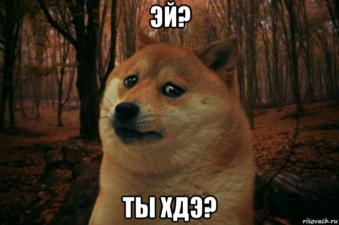 эй? ты хдэ?, Мем SAD DOGE