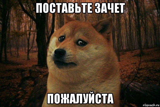 поставьте зачет пожалуйста, Мем SAD DOGE