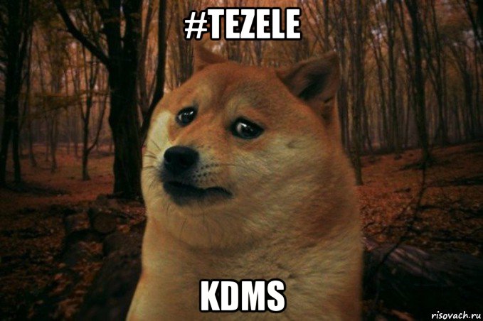 #tezele kdms, Мем SAD DOGE