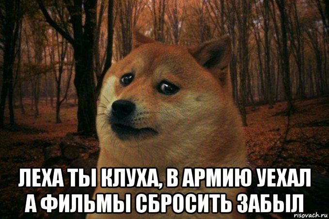  леха ты клуха, в армию уехал а фильмы сбросить забыл, Мем SAD DOGE