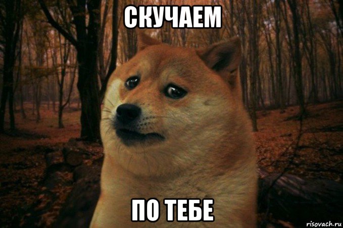 скучаем по тебе, Мем SAD DOGE