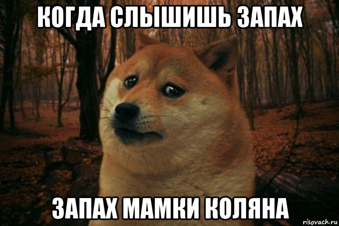 когда слышишь запах запах мамки коляна, Мем SAD DOGE