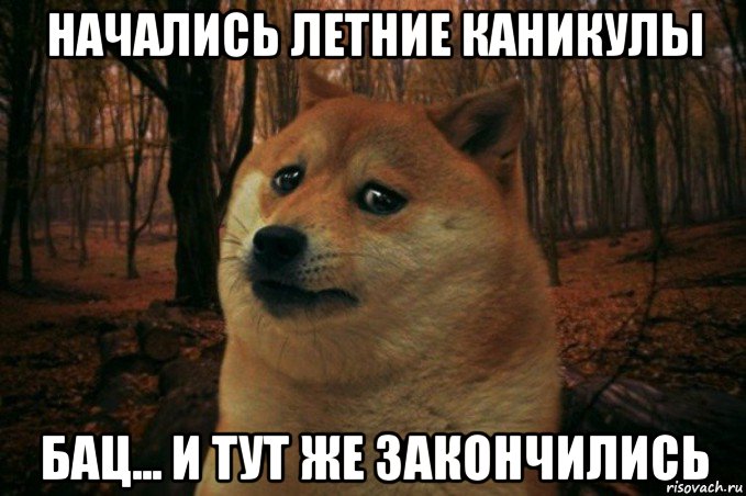 начались летние каникулы бац... и тут же закончились, Мем SAD DOGE