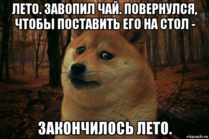 лето. завопил чай. повернулся, чтобы поставить его на стол - закончилось лето., Мем SAD DOGE