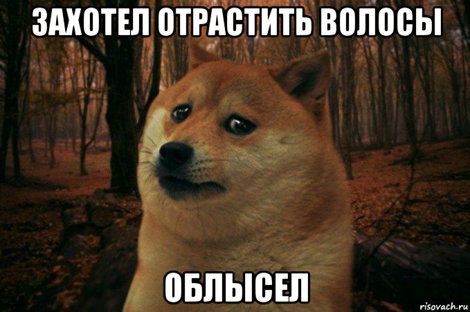 захотел отрастить волосы облысел, Мем SAD DOGE