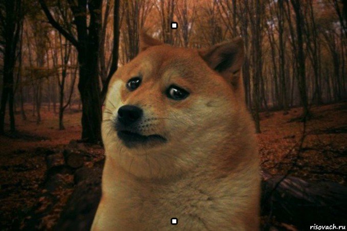 . ., Мем SAD DOGE