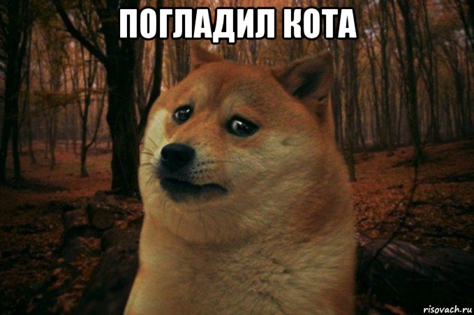 погладил кота , Мем SAD DOGE