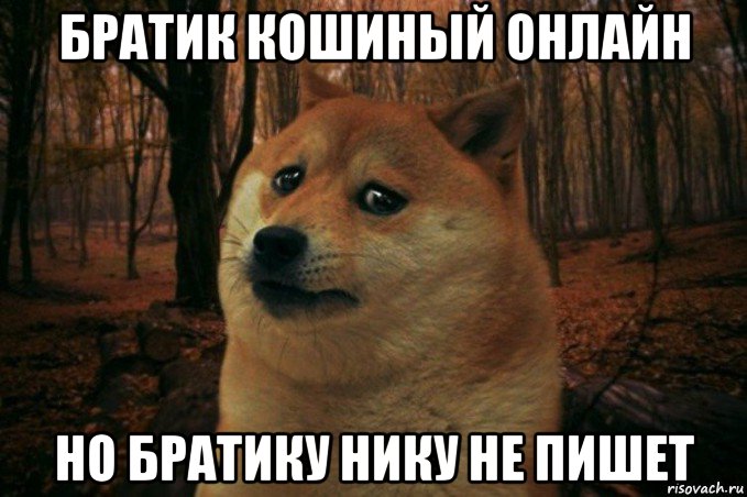 братик кошиный онлайн но братику нику не пишет, Мем SAD DOGE