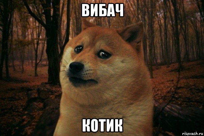 вибач котик, Мем SAD DOGE