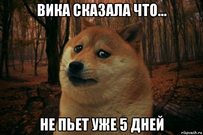 вика сказала что... не пьет уже 5 дней, Мем SAD DOGE