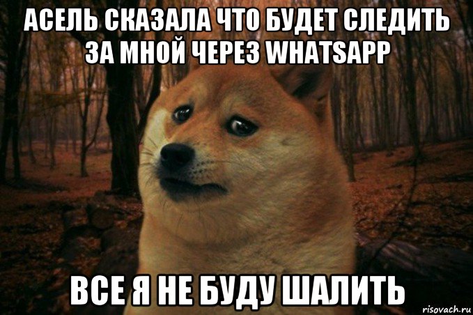 асель сказала что будет следить за мной через whatsapp все я не буду шалить, Мем SAD DOGE