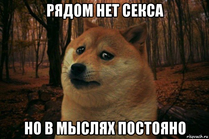 рядом нет секса но в мыслях постояно, Мем SAD DOGE