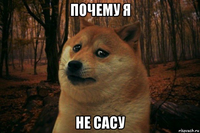 почему я не сасу, Мем SAD DOGE