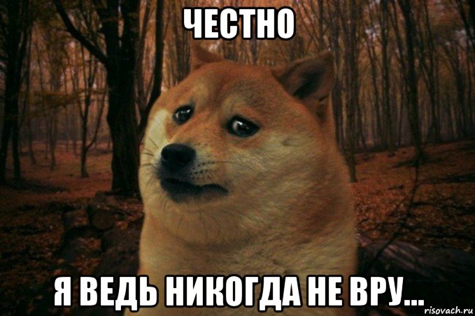 честно я ведь никогда не вру..., Мем SAD DOGE