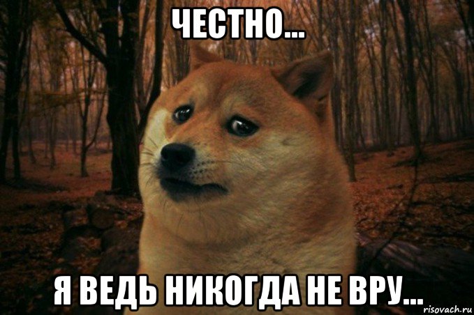 честно... я ведь никогда не вру..., Мем SAD DOGE