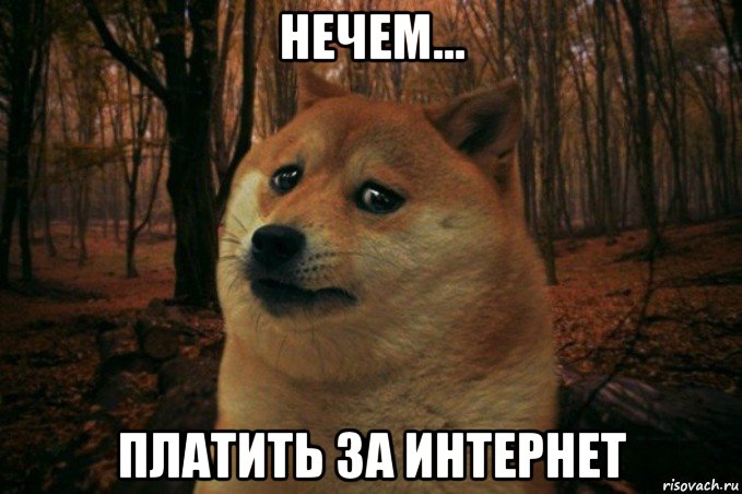 нечем... платить за интернет, Мем SAD DOGE