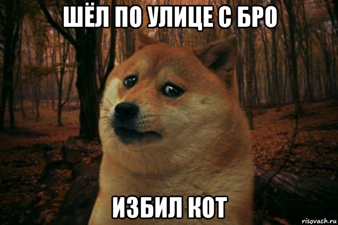 шёл по улице с бро избил кот, Мем SAD DOGE