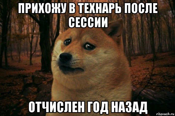 прихожу в технарь после сессии отчислен год назад, Мем SAD DOGE