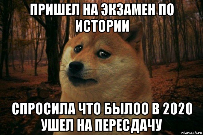 пришел на экзамен по истории спросила что былоо в 2020 ушел на пересдачу, Мем SAD DOGE