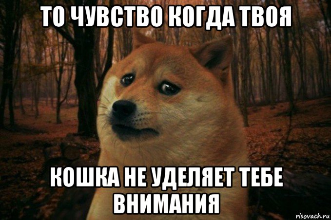 то чувство когда твоя кошка не уделяет тебе внимания, Мем SAD DOGE