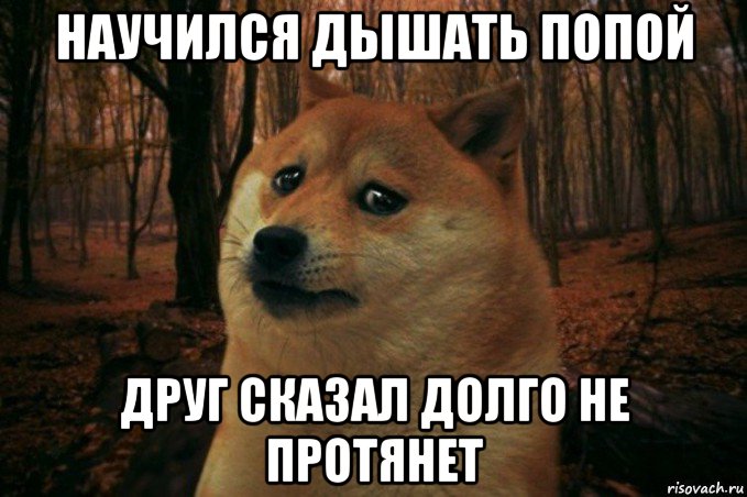 научился дышать попой друг сказал долго не протянет, Мем SAD DOGE