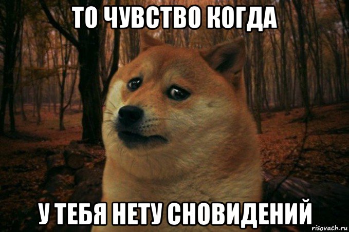 то чувство когда у тебя нету сновидений, Мем SAD DOGE