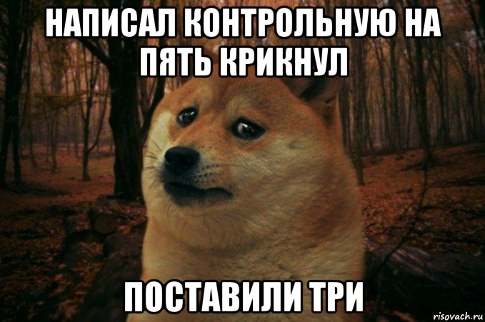 написал контрольную на пять крикнул поставили три, Мем SAD DOGE