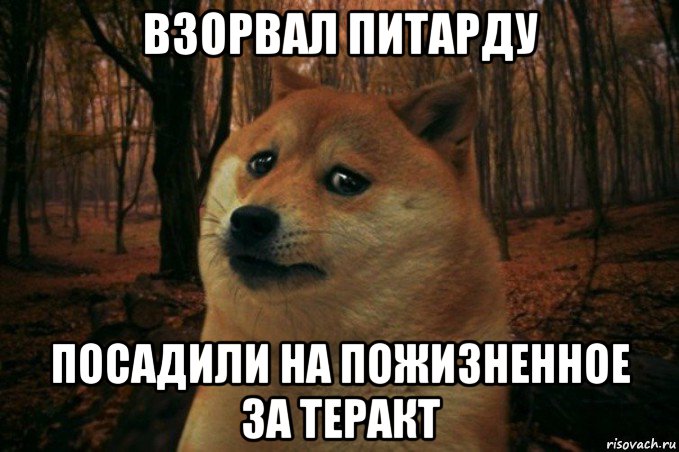 взорвал питарду посадили на пожизненное за теракт, Мем SAD DOGE