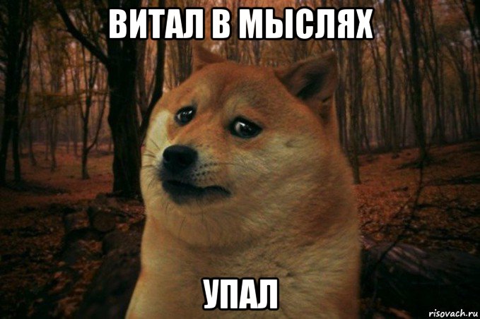 витал в мыслях упал, Мем SAD DOGE