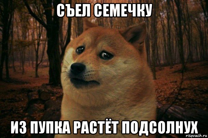 съел семечку из пупка растёт подсолнух, Мем SAD DOGE