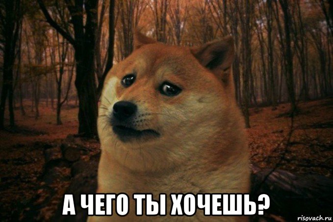  а чего ты хочешь?, Мем SAD DOGE