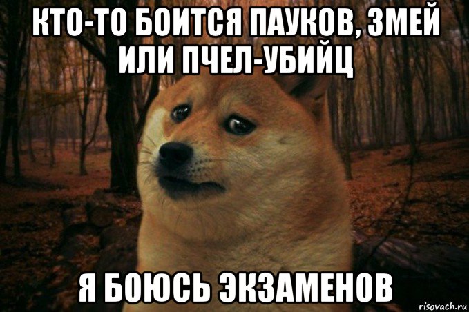 кто-то боится пауков, змей или пчел-убийц я боюсь экзаменов, Мем SAD DOGE