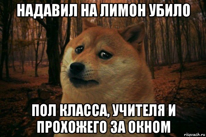 надавил на лимон убило пол класса, учителя и прохожего за окном, Мем SAD DOGE