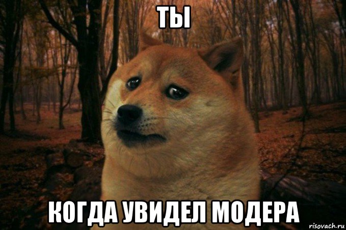 ты когда увидел модера, Мем SAD DOGE