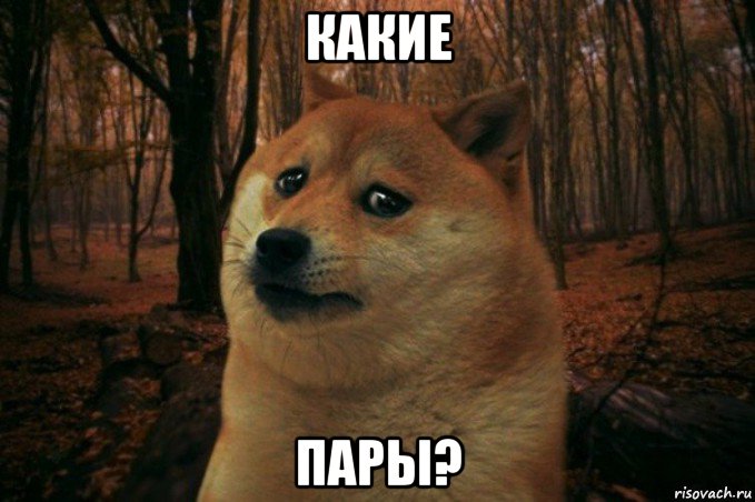 какие пары?, Мем SAD DOGE