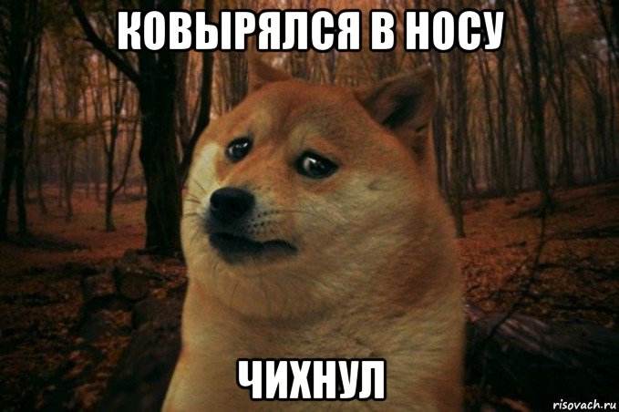 ковырялся в носу чихнул, Мем SAD DOGE