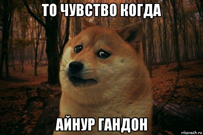 то чувство когда айнур гандон, Мем SAD DOGE