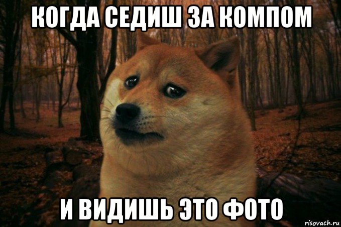 когда седиш за компом и видишь это фото, Мем SAD DOGE