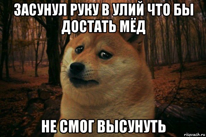 засунул руку в улий что бы достать мёд не смог высунуть, Мем SAD DOGE