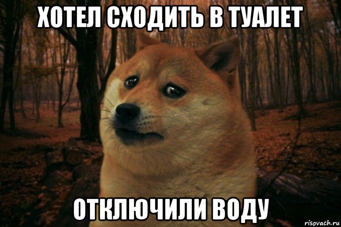 хотел сходить в туалет отключили воду, Мем SAD DOGE