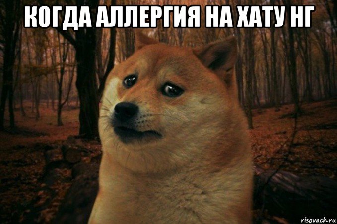 когда аллергия на хату нг , Мем SAD DOGE