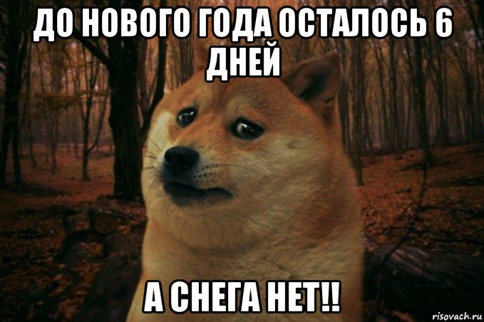 до нового года осталось 6 дней а снега нет!!, Мем SAD DOGE